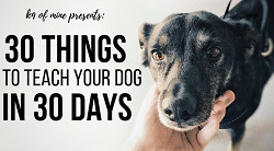 30 Things to Teach Your Dog in 30 Days