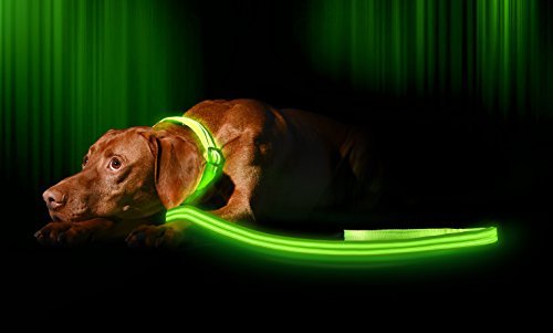 ILLUMISEEN LED Light Up Dog Leash | Ultra High Visibility Up to 350 Yards | 3 Lighting Modes | USB Rechargeable, No Batteries Needed | Padded Handle & Rotating Swivel Clasp to Prevent Leash Tangling