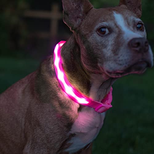 Blazin LED Light Up Dog Collar - 1,000 Feet of Visibility - Brightest for Night Safety - USB Rechargeable Waterproof Dog Collar Light