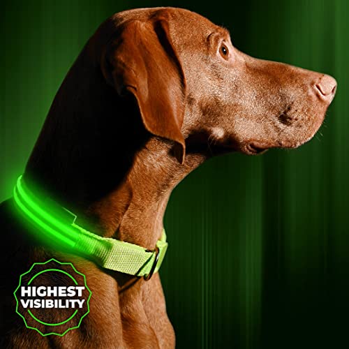 Illumiseen LED Light Up Dog Collar - Bright & High Visibility Lighted Glow Collar for Pet Night Walking – USB Rechargeable – Weatherproof, in 6 Colors