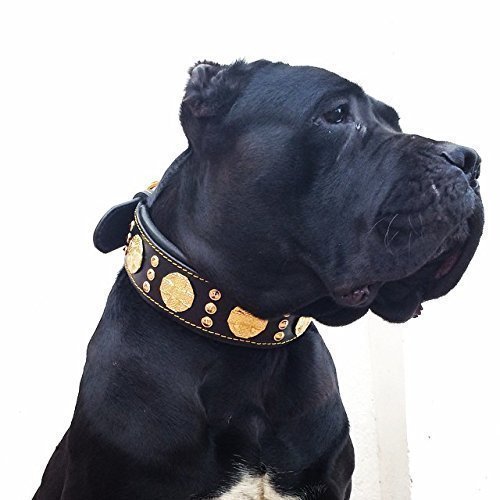 Bestia Maximus Genuine Leather Dog Collar, Large Breeds, Cane Corso, Rottweiler, Bullmastiff, Dogo, Quality Dog Collar, 100% Leather, Studded, L- XXL Size, 2.5 inch Wide. Padded. Made in Europe!