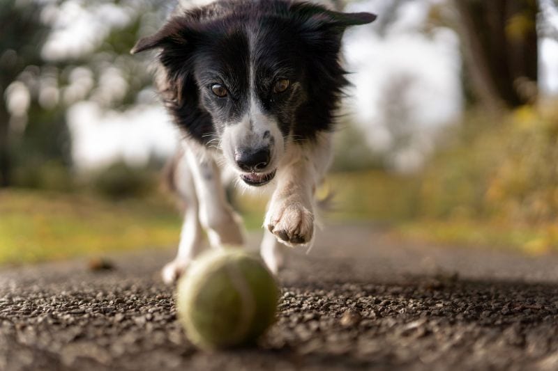 taking action photos of your pup