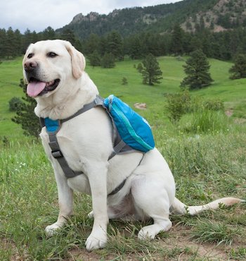 adjustable dog saddle bag