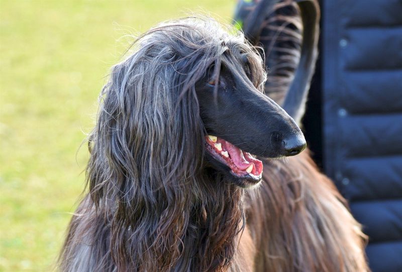 afghan hounds don't shed much
