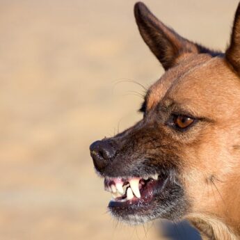 tips for dealing with aggressive dog