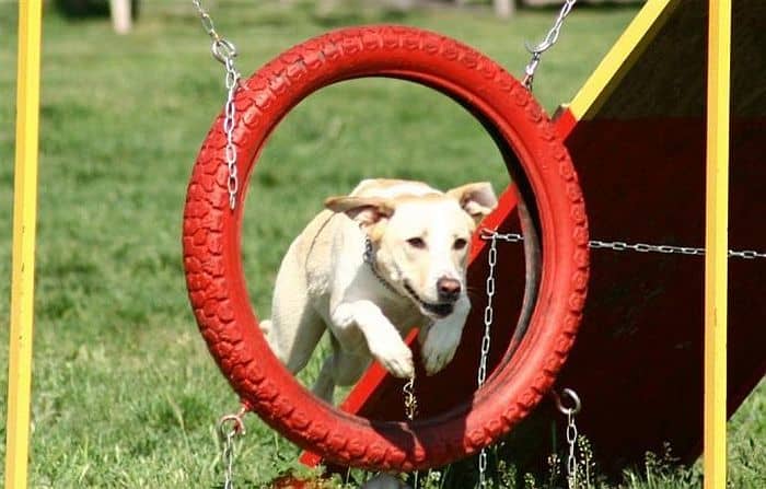 Agility Course for Dogs 1