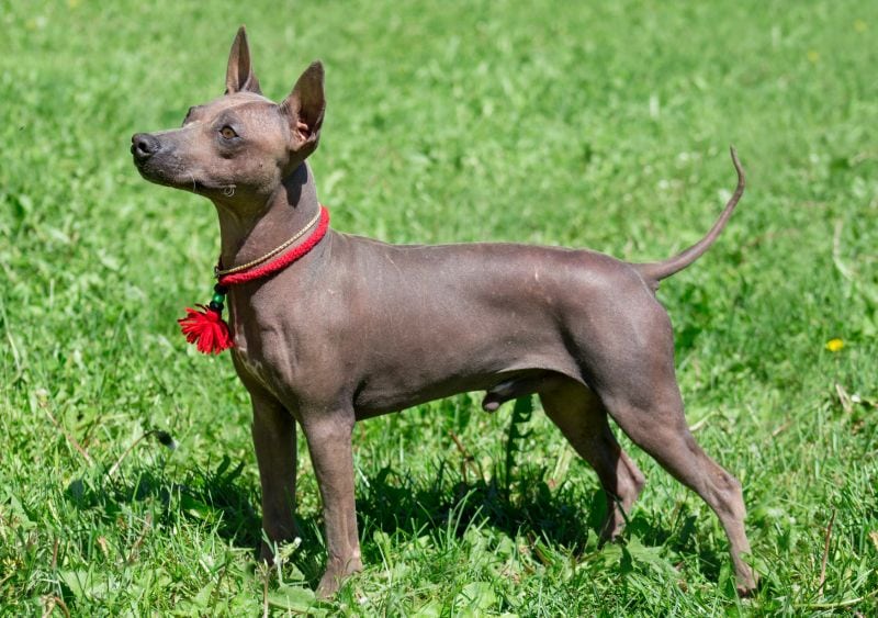 Hairless terriers are low-shedders