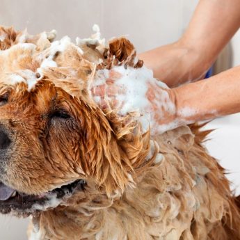 anti-shedding shampoo