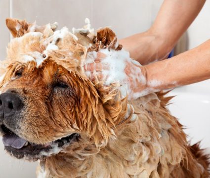 anti-shedding shampoo