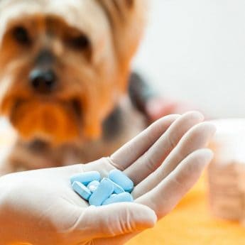 Antibiotics for dogs