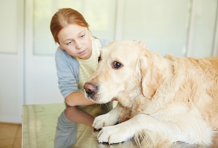 anxiety-medications-for-dogs