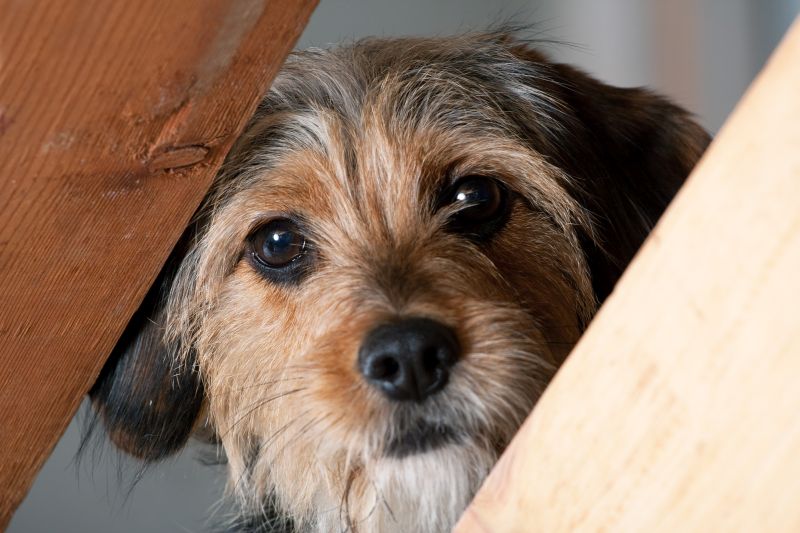 Alternative anxiety strategies for dogs