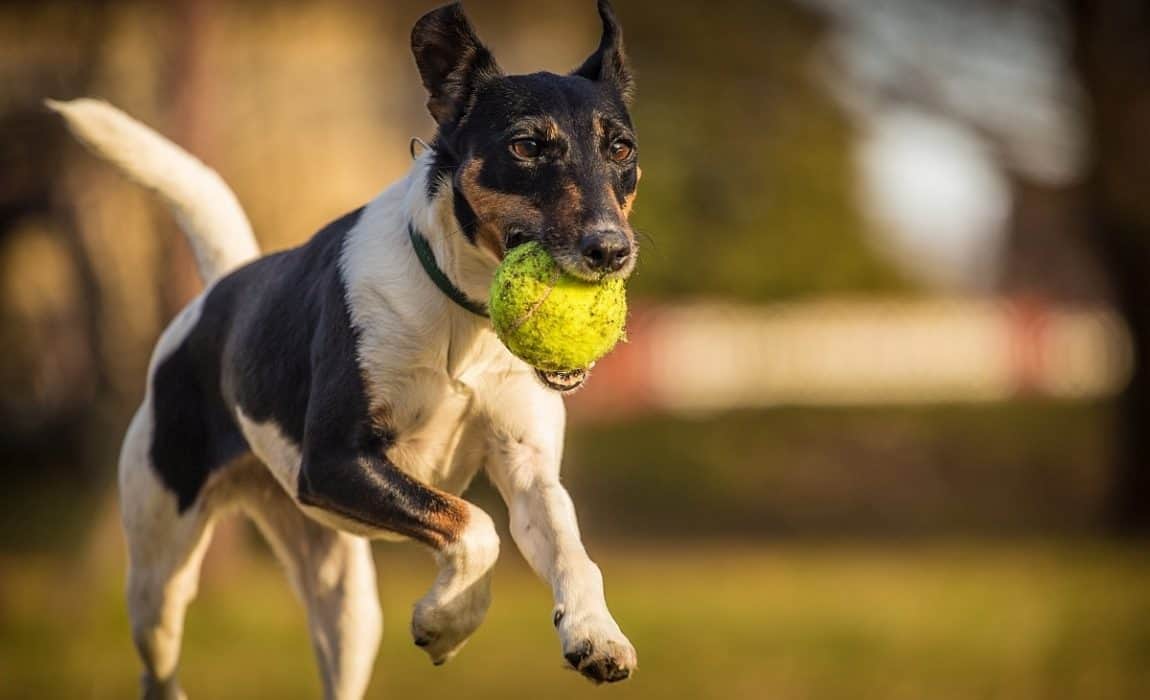 Are tennis balls good for dogs