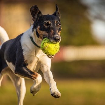 Are tennis balls good for dogs