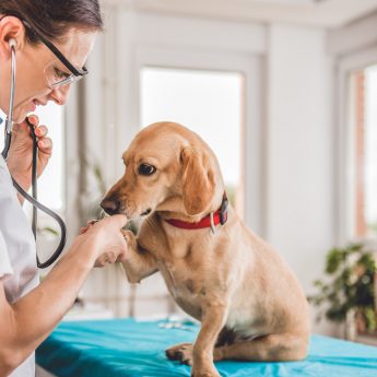 average cost dog vet visit