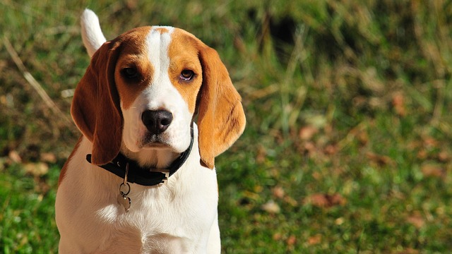 beagle for hiking