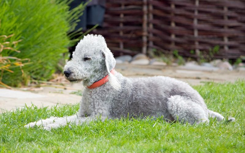 Bedlington terriers don't shed very much
