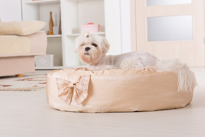 beds for dogs with dysplasia