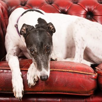 Beds for Greyhounds