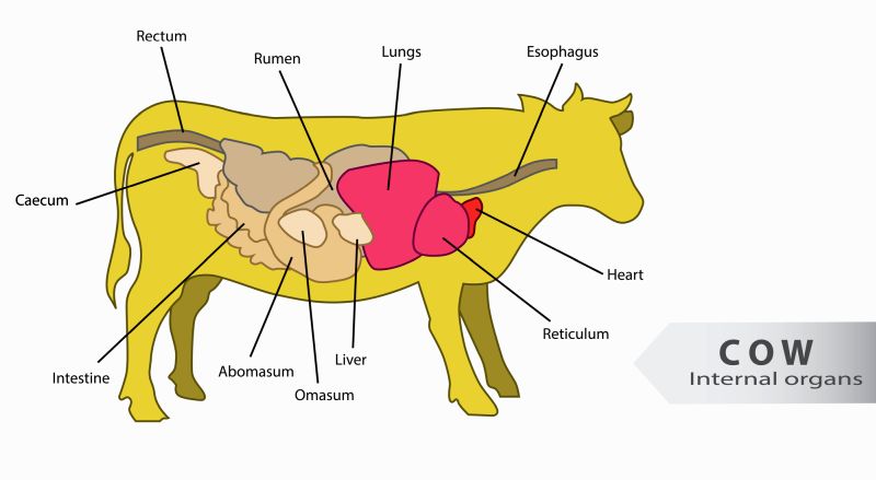 cow anatomy