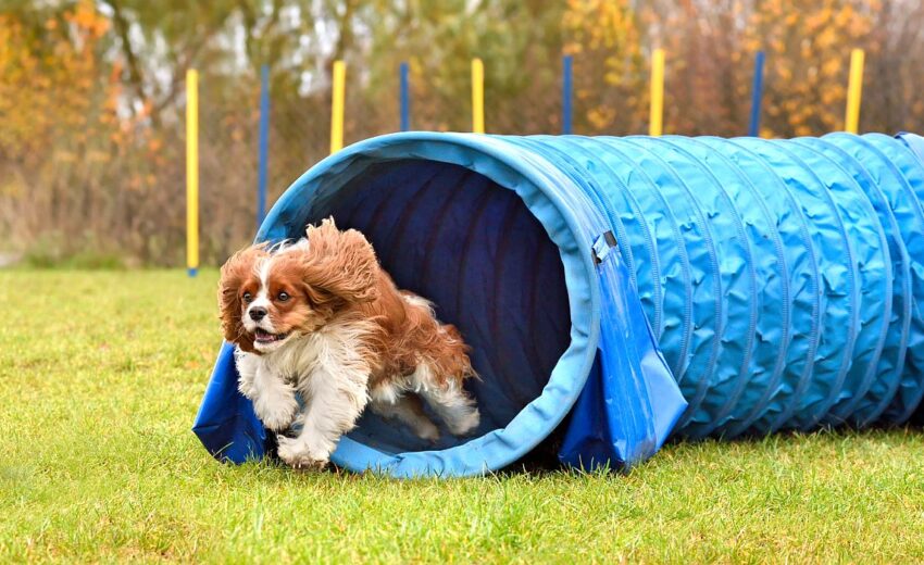 Best Agility Tunnel for Dogs