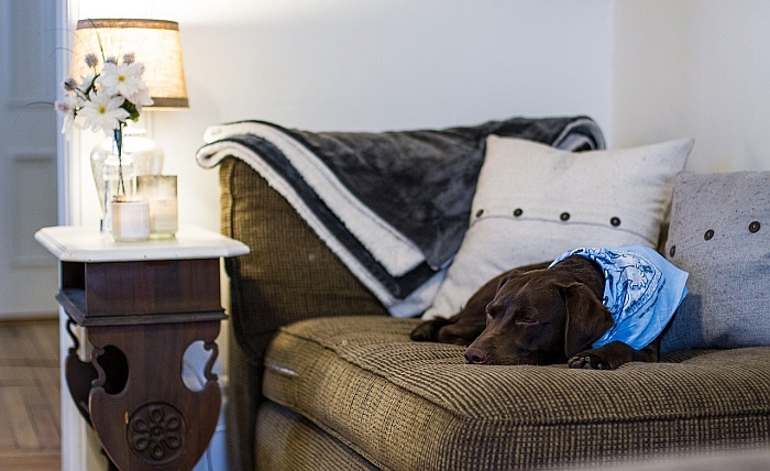 best-couch-covers-for-homes-with-dogs