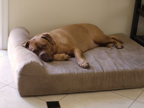 best dog beds for old dogs