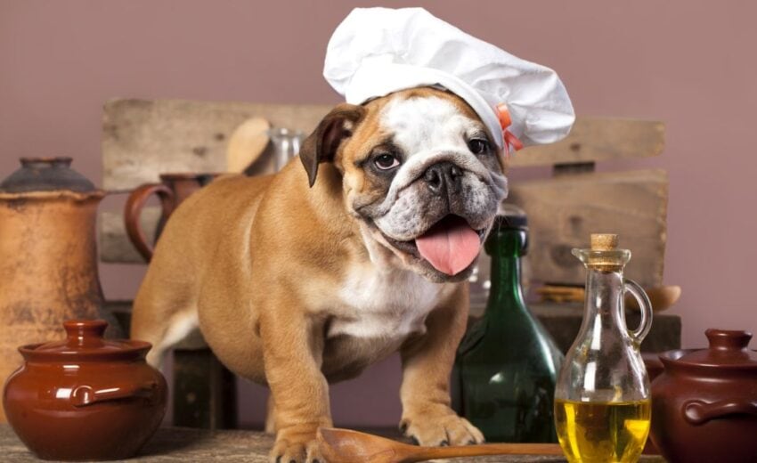 Best Cookbooks for Dogs