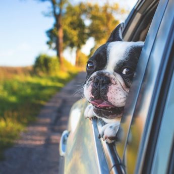 best dog crates for car travel