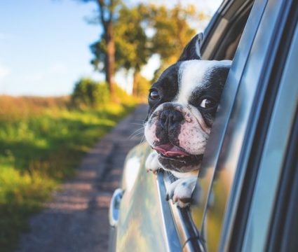best dog crates for car travel