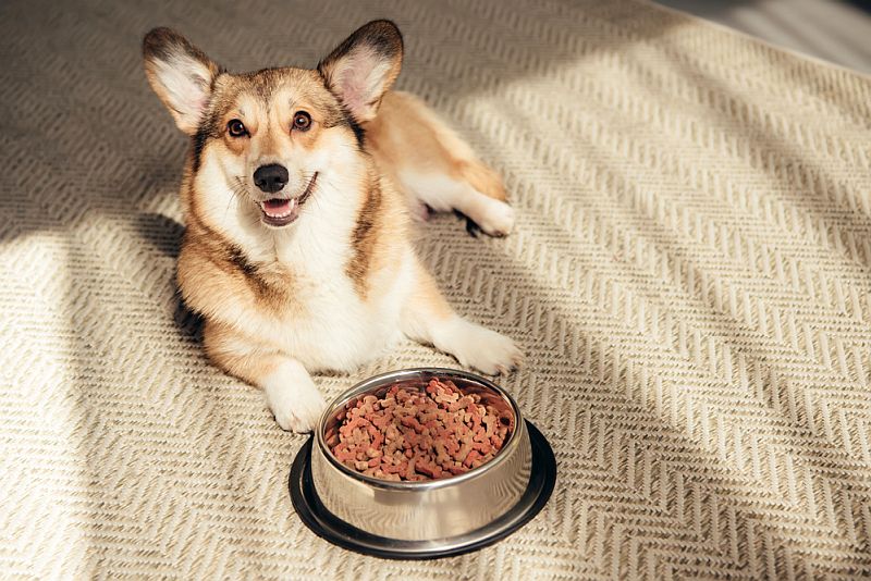 the best dog foods for picky eaters