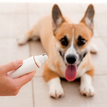 Best Gadgets for Dogs