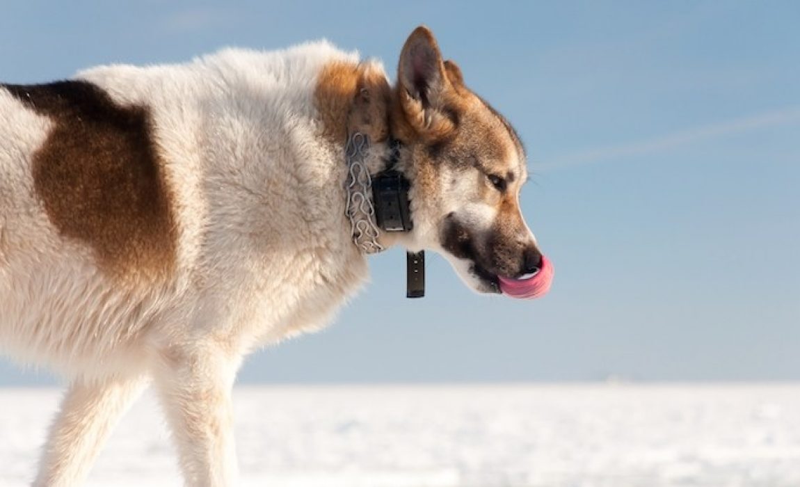 best dog gps trackers
