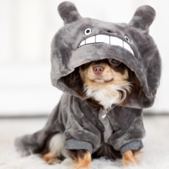 best hoodies for dogs