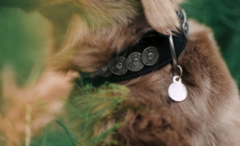 Fit your dog with an ID tag