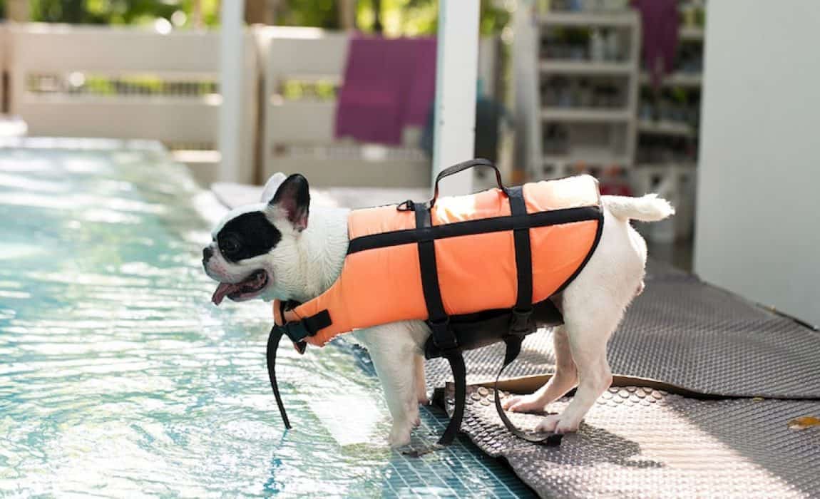 best-dog-life-vests