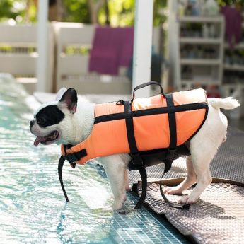 best-dog-life-vests