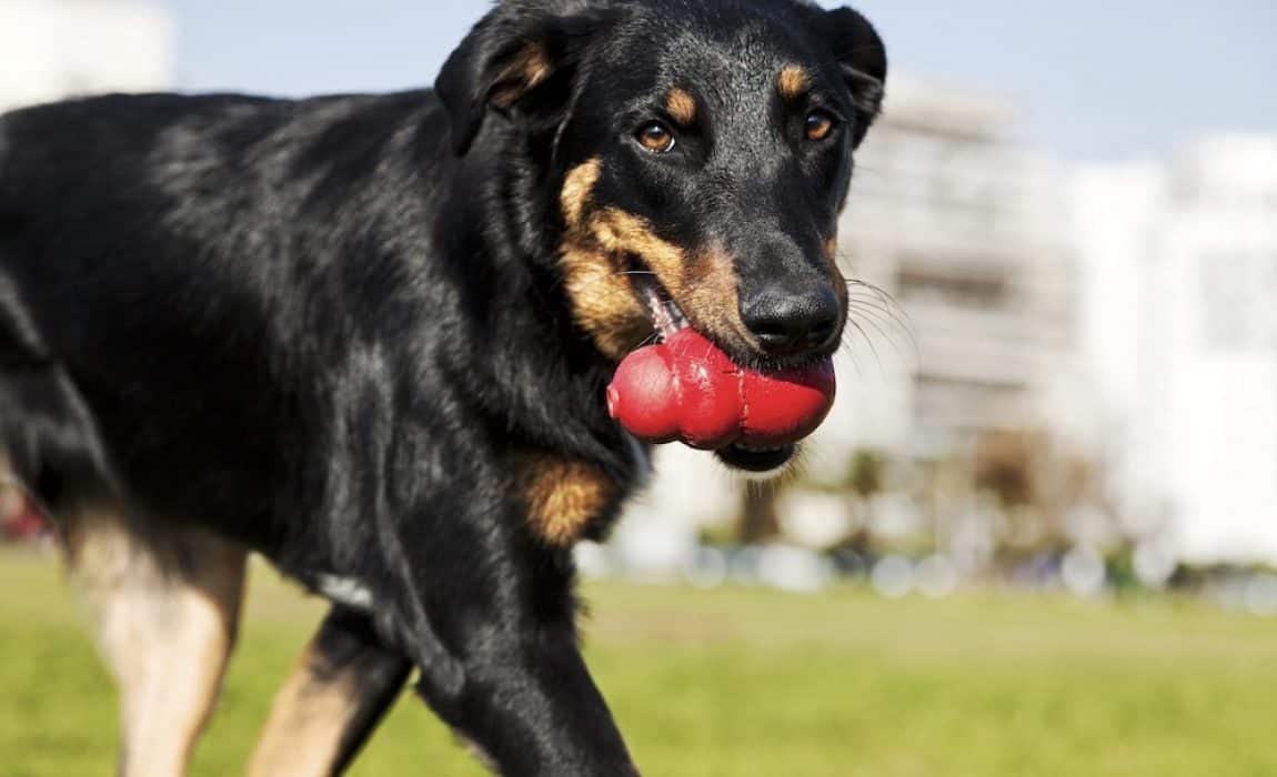 best dog puzzle toys