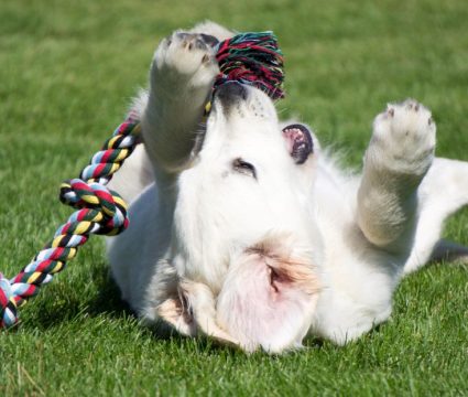 best rope toy for dogs