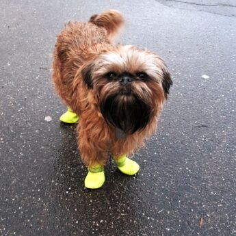 best shoes for dogs