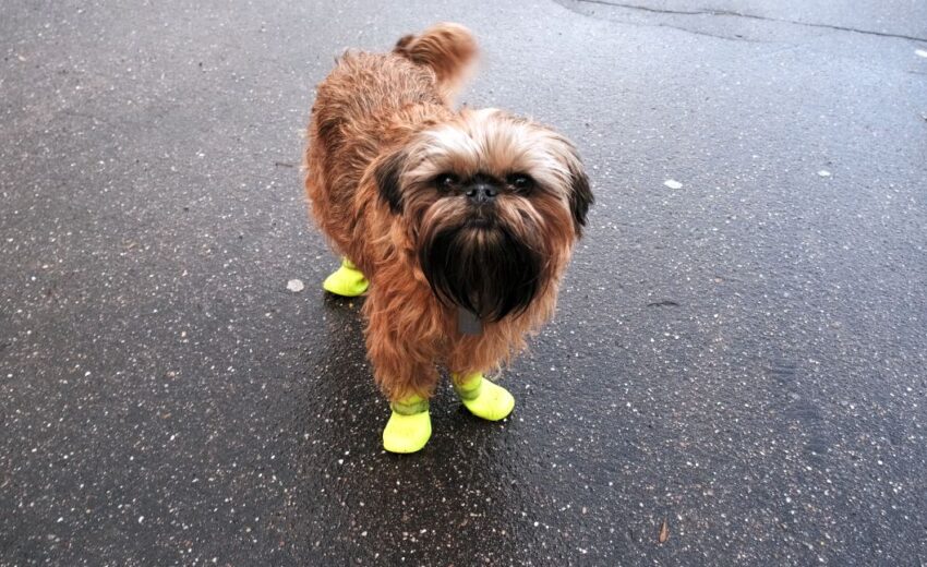 best shoes for dogs