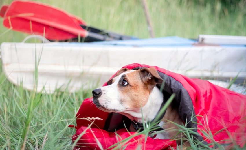 sleeping bags for dogs