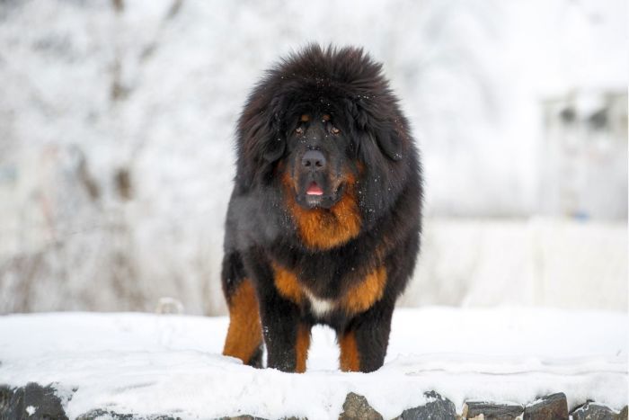 Best Dogs for Cold Weather 1