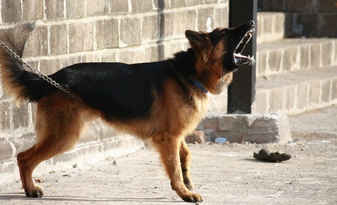 best dogs for security