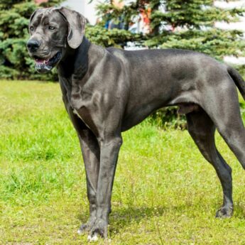 Best Foods for Great Dane