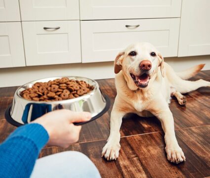 the best dog foods for treating pancreatitis