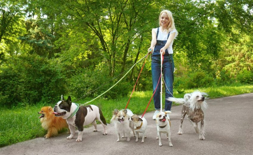 gifts to get your dog walker