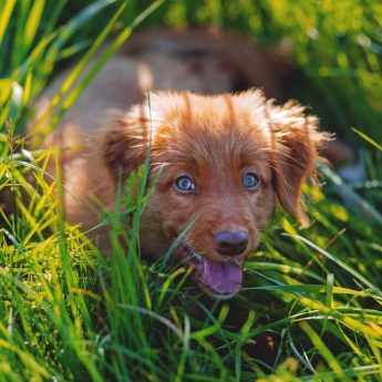 Best Grass for Dogs
