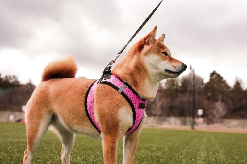 best harnesses for puppies
