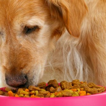 food for dogs with kidney problems